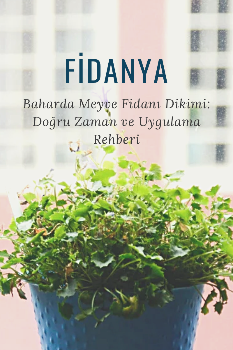 Baharda Meyve Fidanı Dikimi: Doğru Zaman ve Uygulama Rehberi