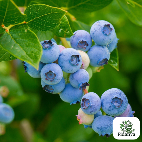 Blueberry (Yaban Mersini)