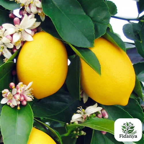 Mayer Limon