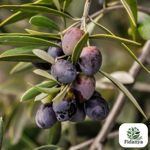 Gemlik Siyah Zeytin