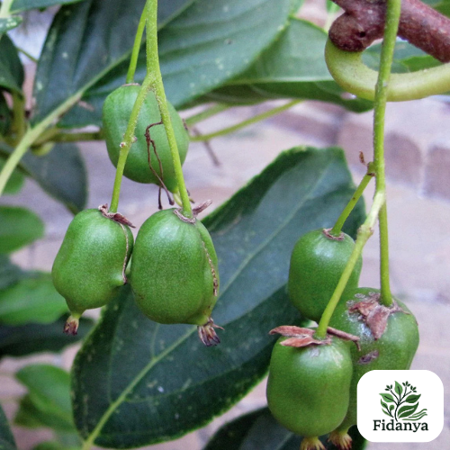 Kiwiberry