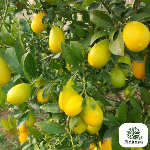 Lime Quat