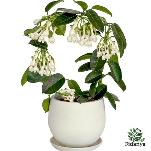 Madagaskar Yasemini