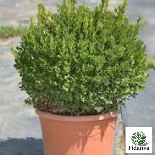 Şimşir İthal (Buxus)