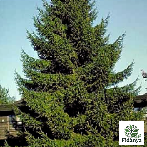 Yeşil Ladin (Batı Ladini)