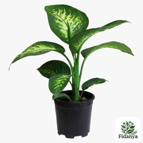 Difenbahya (Tropic Snow)