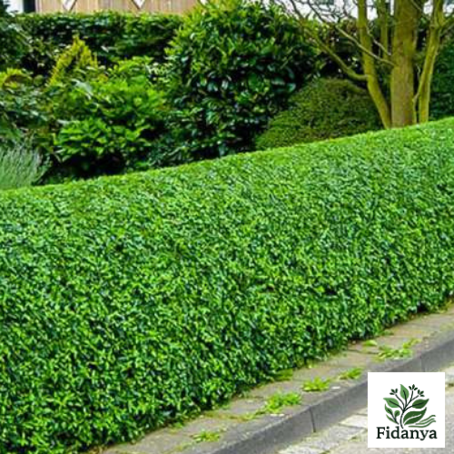 Ligustrum Kurtbağrı