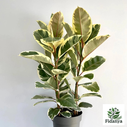 Alacalı Kauçuk – Ficus Elastica Tineke