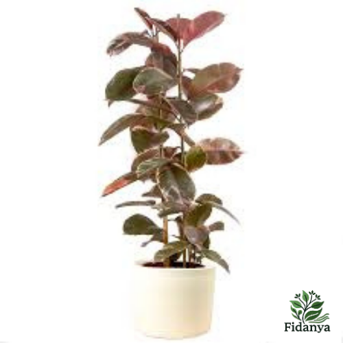 Pembe Alacalı Kauçuk Bitkisi - Ficus Elastica Belize