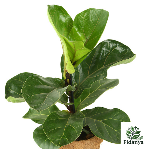 Keman Yapraklı Kauçuk Çiçeği Bambino (Ficus Lyrata Bambino)