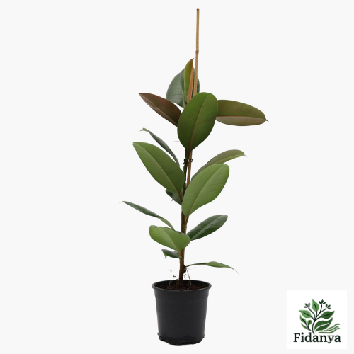 Kauçuk Çiçeği (Ficus Elastica Robusta)