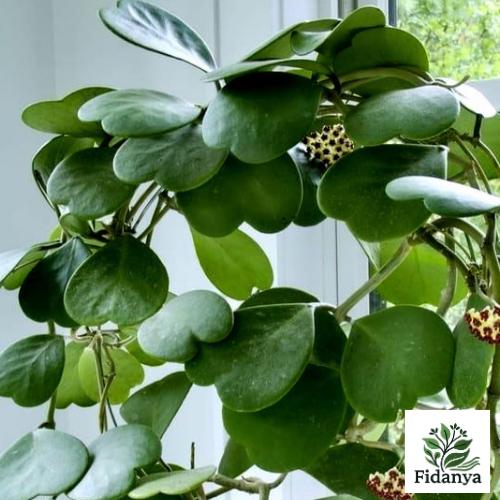 Hoya (Kerri)