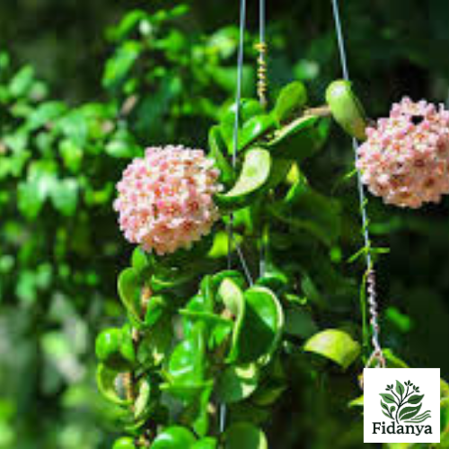 Hoya Carnosa (Mum Çiçeği)