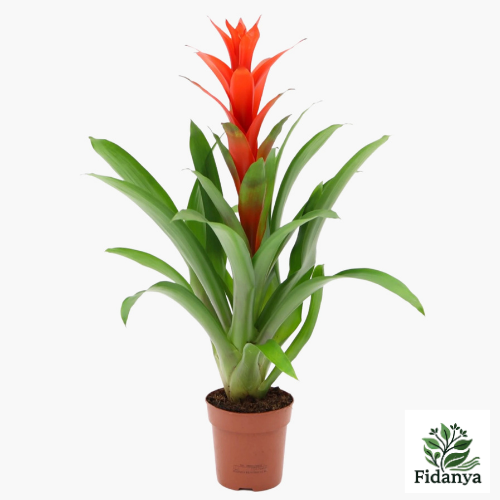 Guzmania