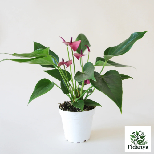 Anthurium