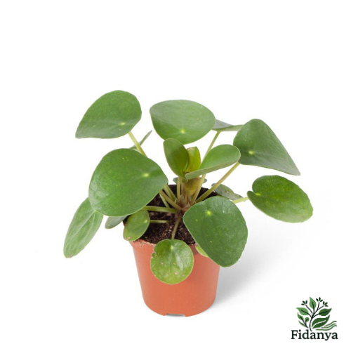 Form Çin Para Bitkisi (Pilea Peperomioides)