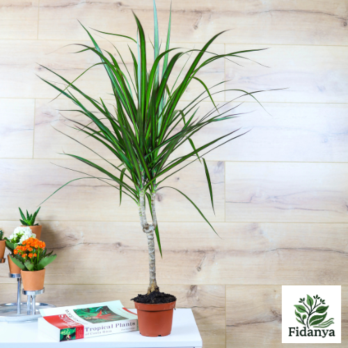 Dracena Marginata