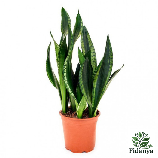 Paşa Kılıcı (Sansevieria Standart)