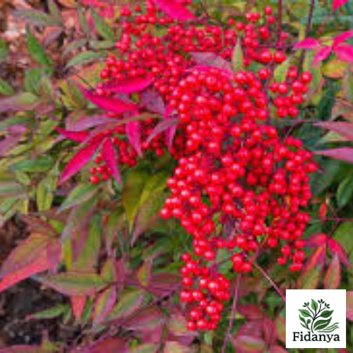 Cennet Bambusu (Nandina Domestica)