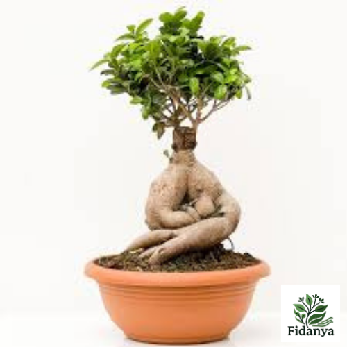 Ginseng Bonsai
