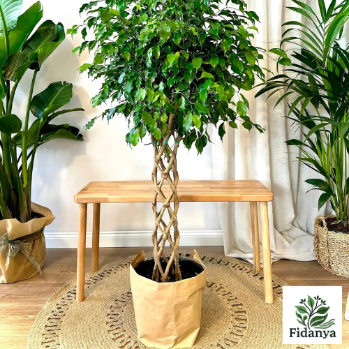 Benjamin Ficus (Örgülü)