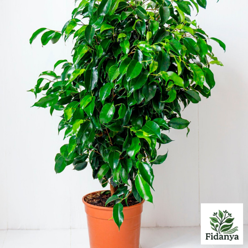 Benjamin Ficus (Daniella - Düz Yeşil)