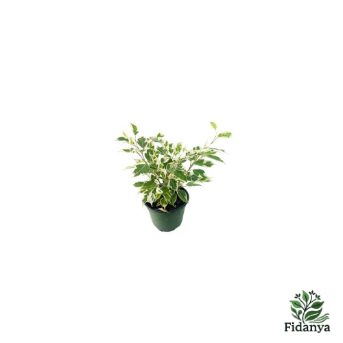 Benjamin Ficus (Starlight)