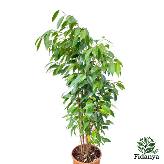 Benjamin Ficus