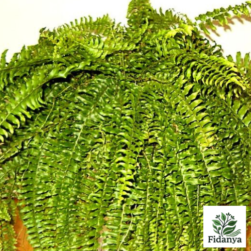 Nephrolepis