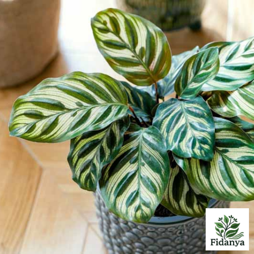 Calathea Goeppertia