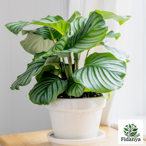 Calathea Orbifolia