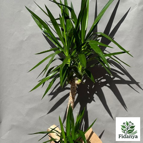 Yucca