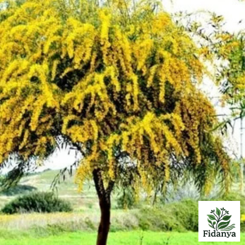 Mimoza