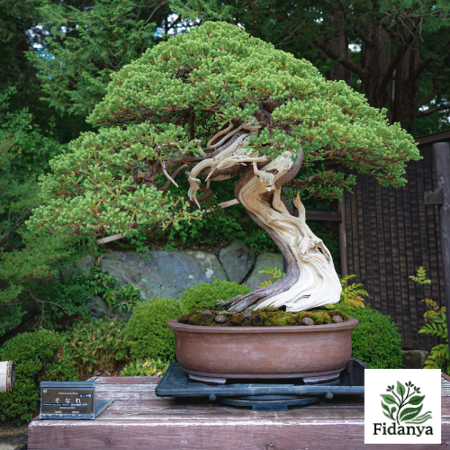 Bonsai