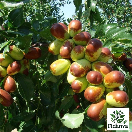Hünnap Zeytin Fidanı