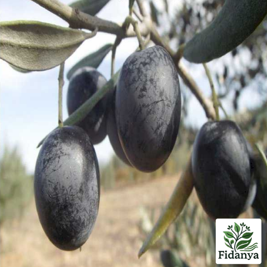 Uslu Zeytin Fidanı