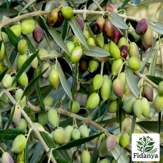 Eğri Zeytin Fidanı