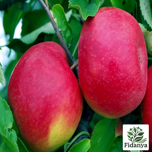 Fuji Elma Fidanı