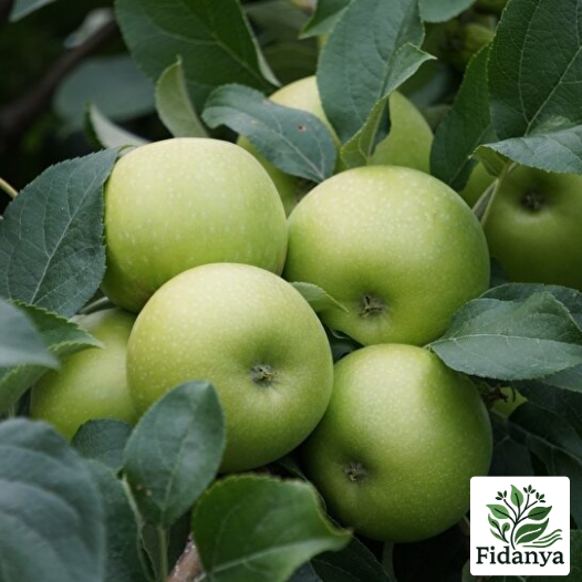 Golden Delicious Elma Fidanı