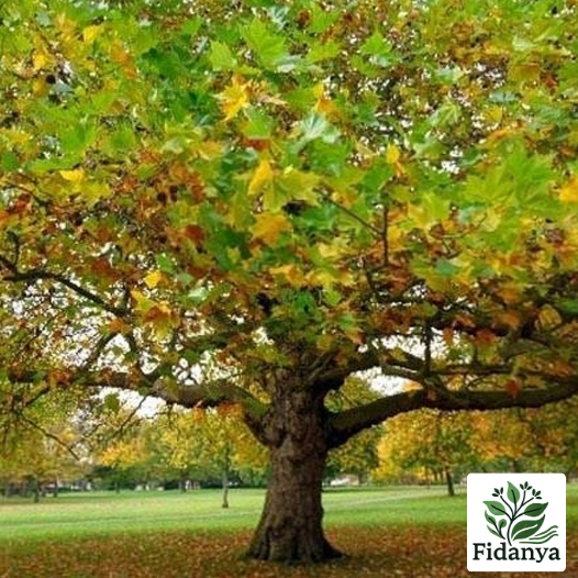 Çınar (Platanus)