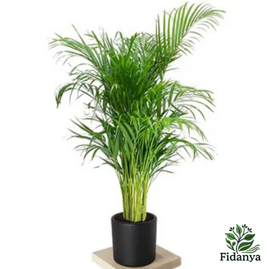 Areca Palmiyesi (Dypsis Lutescens)