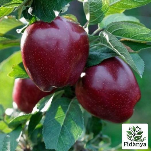 Star King Elma Fidanı (Malus domestica)